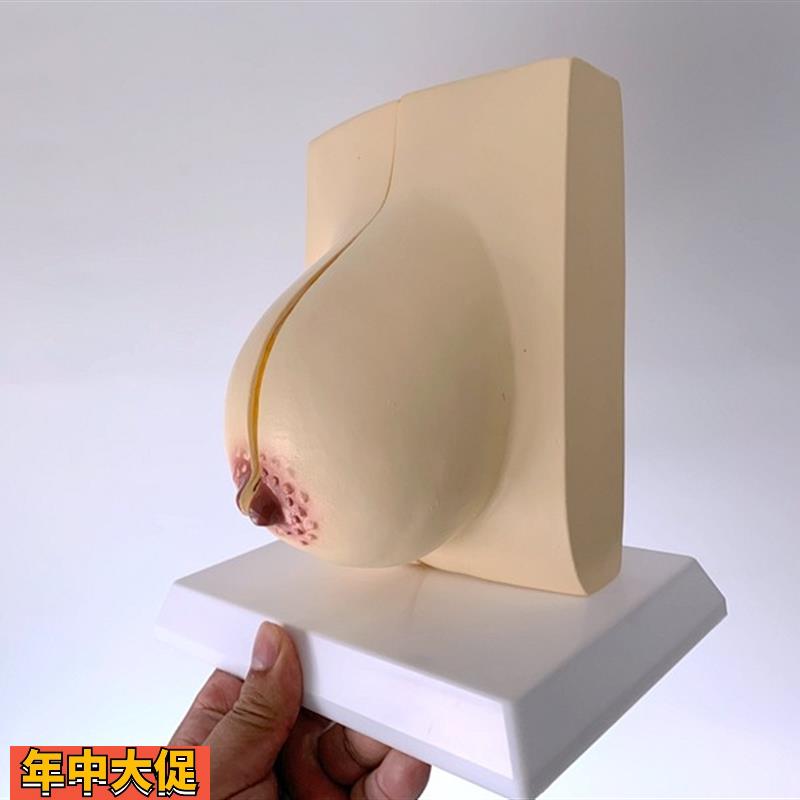 哺乳期乳房模型胸部解剖乳房结构造乳房乳腺病变模型催乳师教具