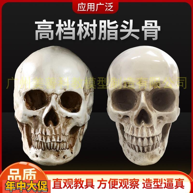 美术素描艺用头骨绘画模型人体头骨模型树脂骷髅头办公摆件工艺品