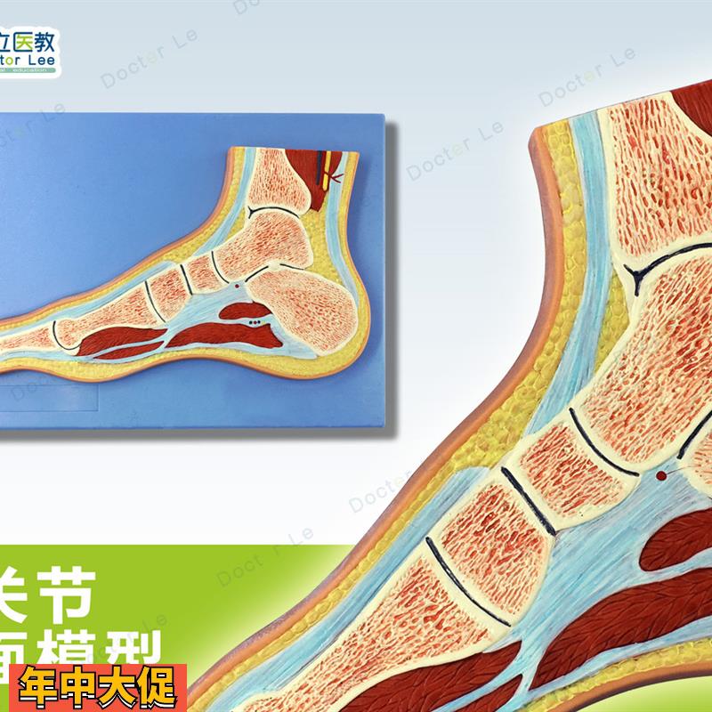 人体断层扫描足关节切面浮雕脚关节断层解剖学模型ct运动解剖