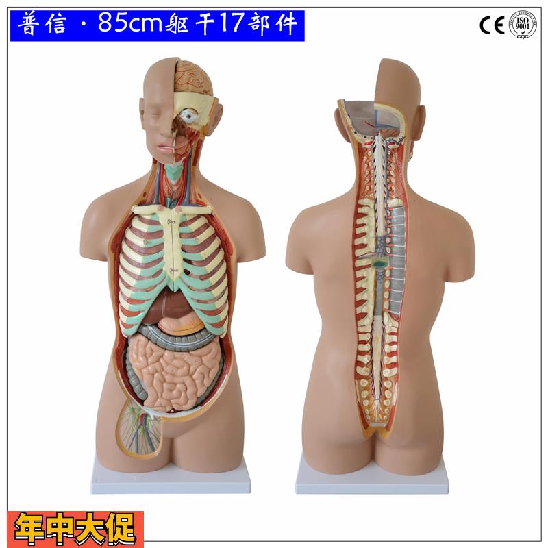 可拆分人体躯干85cm无性开背1比1成人大小医用人体器官解剖模型
