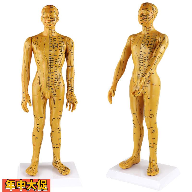 字体穴位清晰不拖沓/人体穴位模型针灸男50cm按摩保健理疗模型
