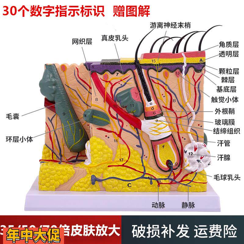 50倍人体皮肤组织结构放大解剖模型医学美容整形立体皮肤放大模型