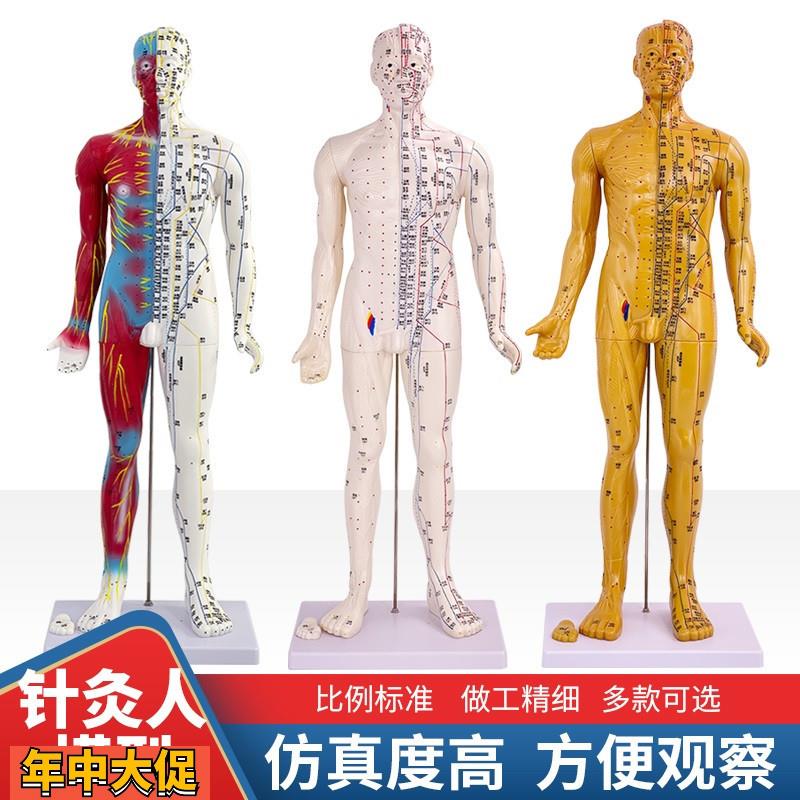 6085CM中医人体针灸十二经络穴位模型标准全身小铜人教学模特图