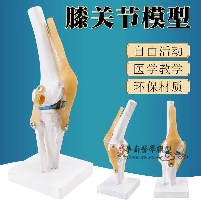 功能性膝关节型附韧带人体骨骼模型人膝关节模型医用骨科模型