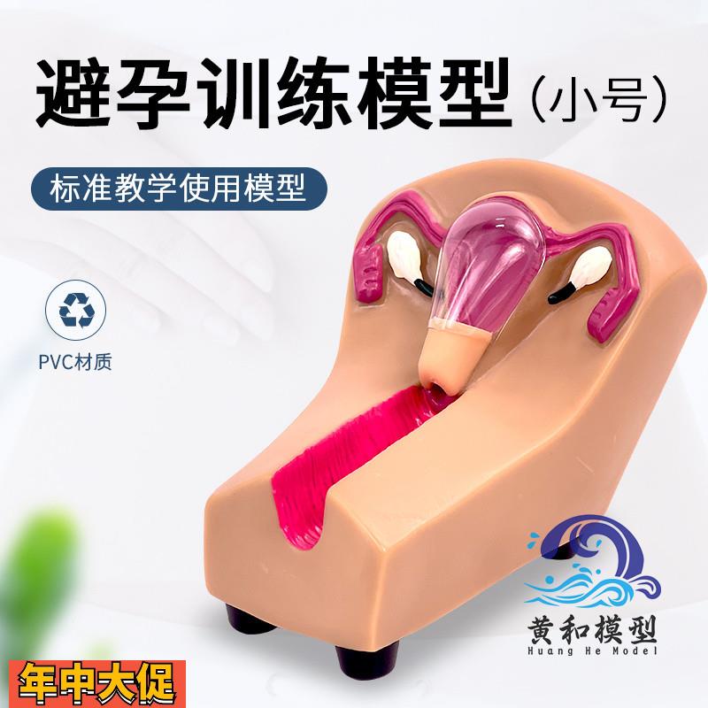 女性宫内避孕器及训练模型子宫生殖器官教学模具上环取环练习