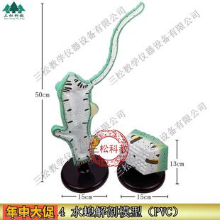 水螅解剖放大模型触手3214初中高中生物模型实验器材教学仪器