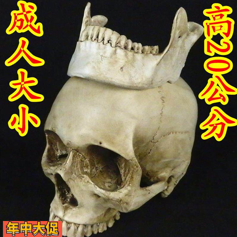 头颅骨模型骨骼模型人体骨骼模型骨骼模型头骨模型骷髅模型