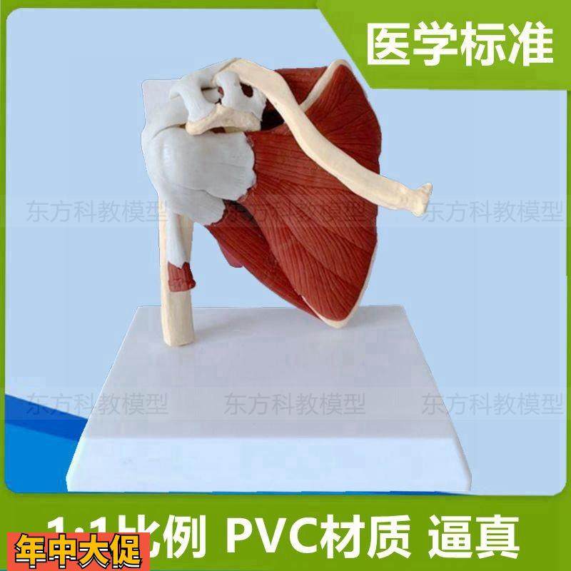 1:1人体肩关节模型肩胛骨带肌肉锁骨肱骨仿真塑胶骨骼可活动旋转,玩具/童车/益智/积木/模型,其他模型玩具,淘宝优惠券,粉丝福利购,淘宝优惠卷