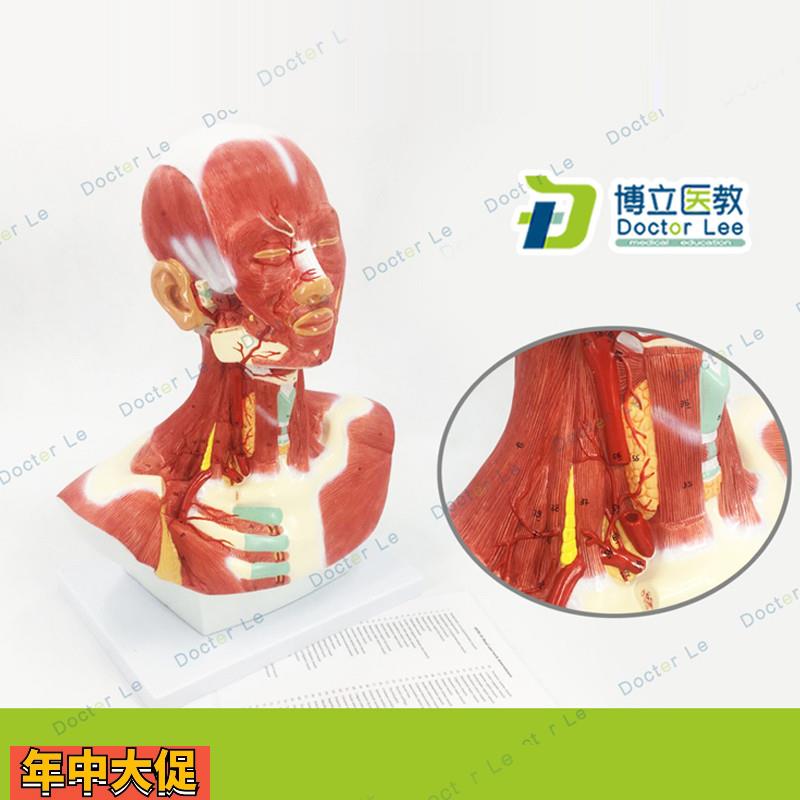 人体头面部肌肉解剖模型头颈胸模型头颈部肌肉解剖头模型肌肉