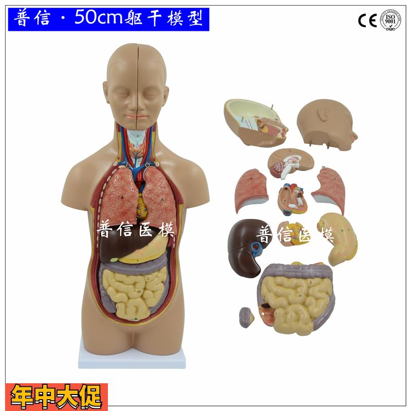 普信人体解剖躯干模型内脏器官肝肠胃启蒙教学医用拼装模型