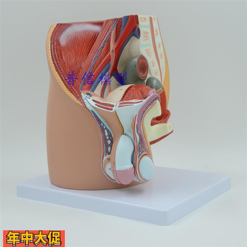普信计生模型男性生殖泌尿盆腔系统模型男性骨盆正中矢状切模型
