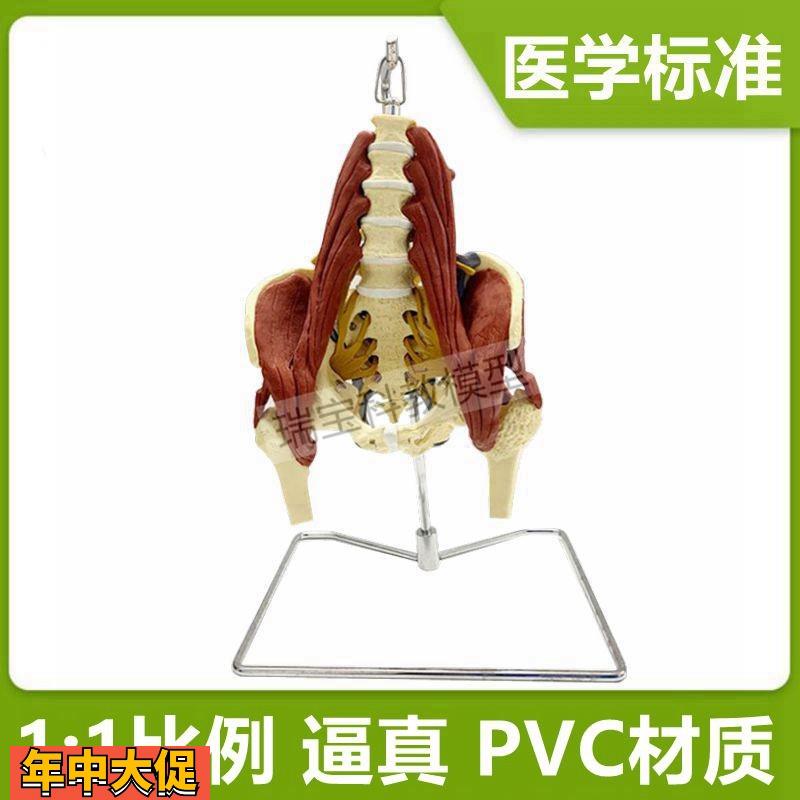 人体腰椎模型肌肉神经骨盆产后康复正骨按摩月嫂家政技能培训坐骨
