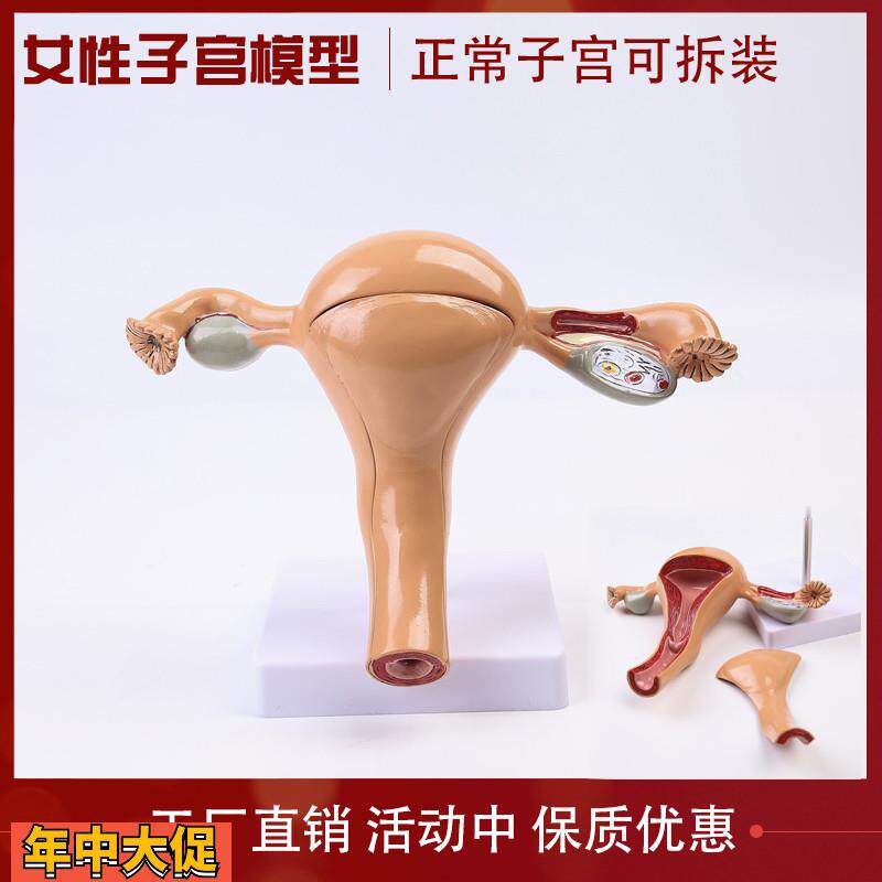 女性子宫模型卵巢模型女性阴道女性内生殖器解剖模型妇科教具