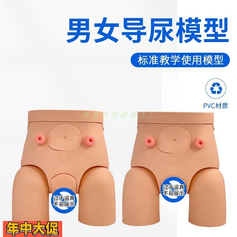 高级男性导尿模型男女性内外生殖器解剖人体泌尿生殖系统模型