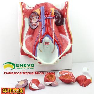 颐诺正品医用人体男女性泌尿系统模型膀胱腹腔后腹壁解剖模型