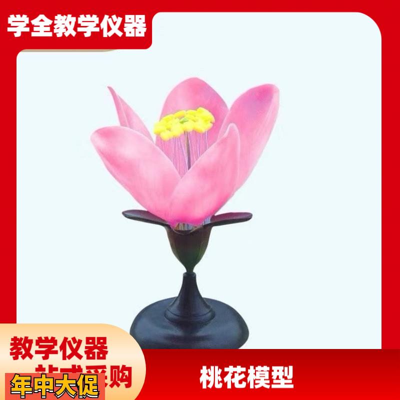 桃花解剖模型桃花模型生物实验模型花蕊花瓣放大模型花的结构