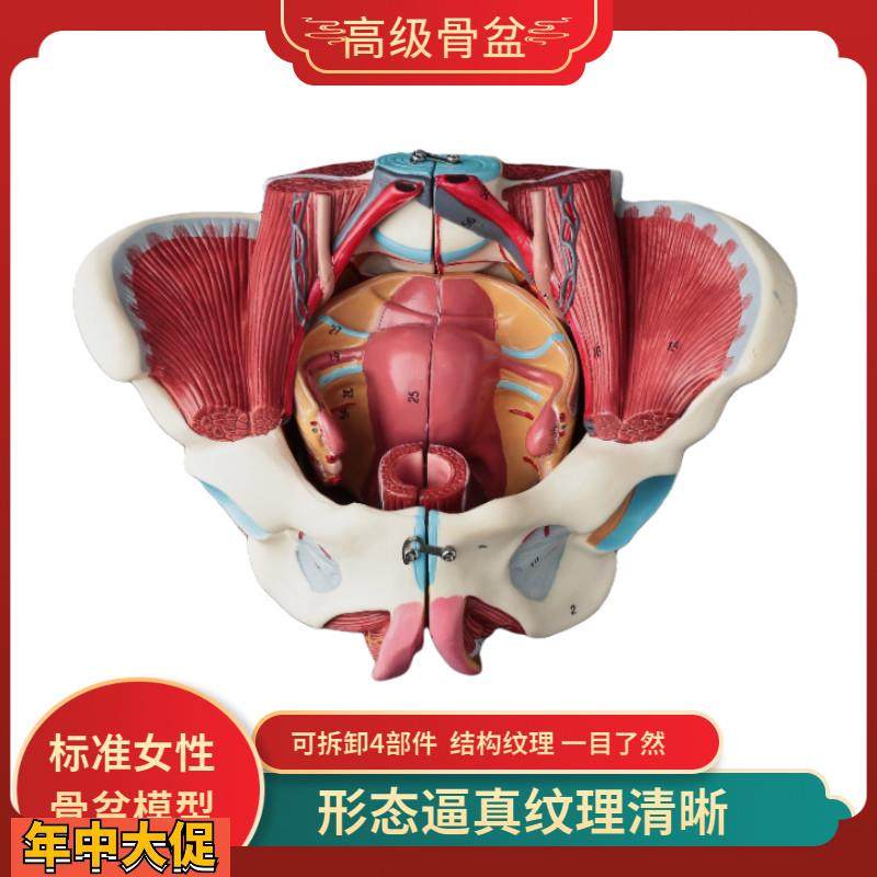 自然大1:1高级女性盆骨附生殖器官子宫与血管神经肌肉模型4配件,玩具/童车/益智/积木/模型,其他模型玩具,淘宝优惠券,粉丝福利购,淘宝优惠卷