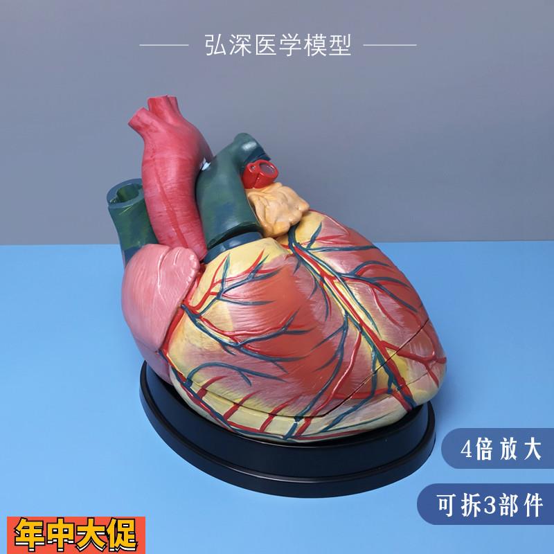 人体心脏模型4倍放大可拆3块内脏器官解剖血管动静脉医学教学307C