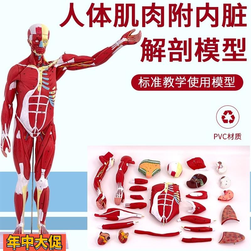 人体全身肌肉附内脏器官解剖模型医学人体肌肉模型80CM肌肉人模型