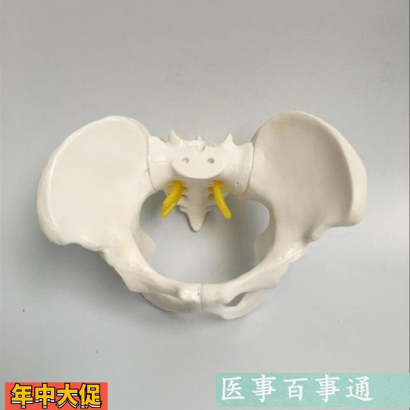 骨盆模型小型盆骨模型人体骨骼解剖模型医学教学模具包邮