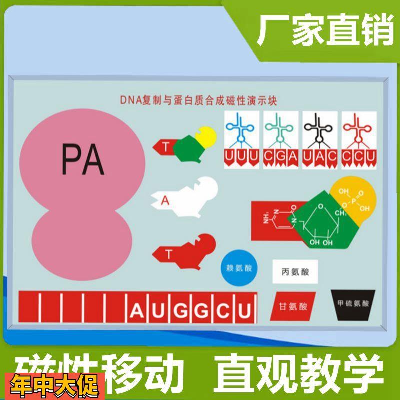 DNA复制模型蛋白质合成演示二级结构生物教具高中生实验器材细胞
