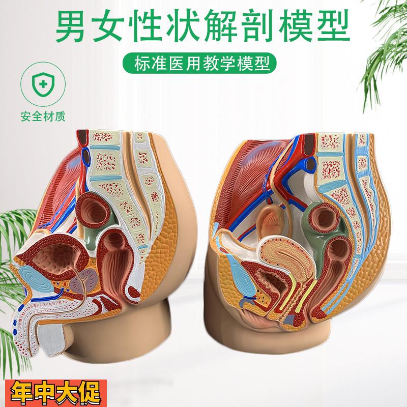 男女性盆腔解剖模型生殖泌尿子宫妇科医学模型骨盆模型盆腔一部件