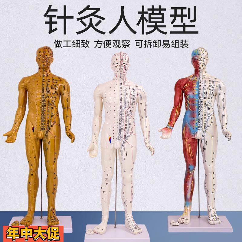 85CM人体穴位模型反射区经络按摩男针灸半皮半肌肉骨骼解剖超清晰