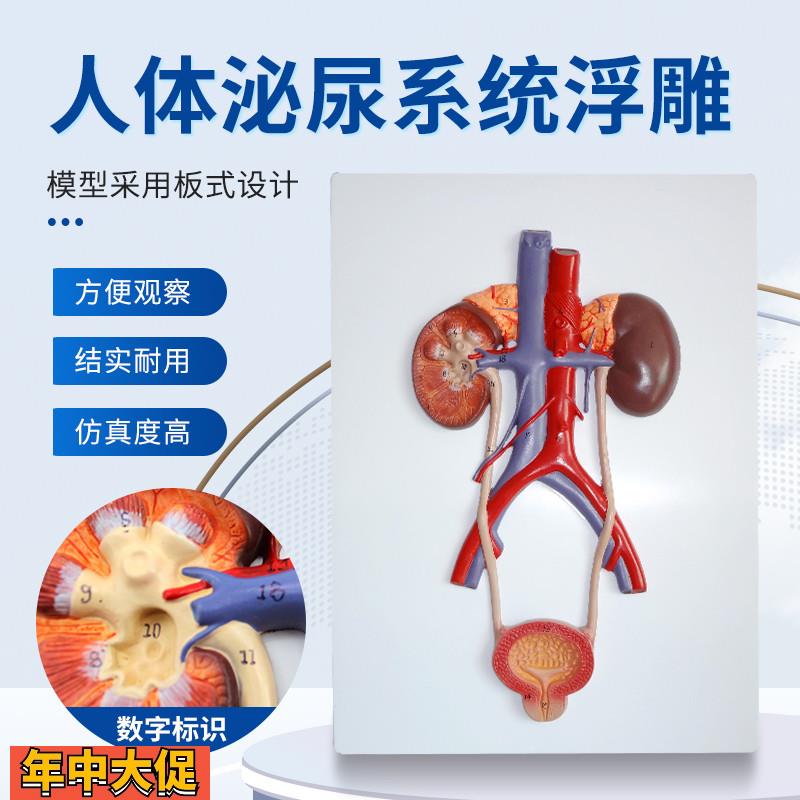 浮雕款人体泌尿系统模型肾输尿管膀胱尿道模型肾解剖模型医学