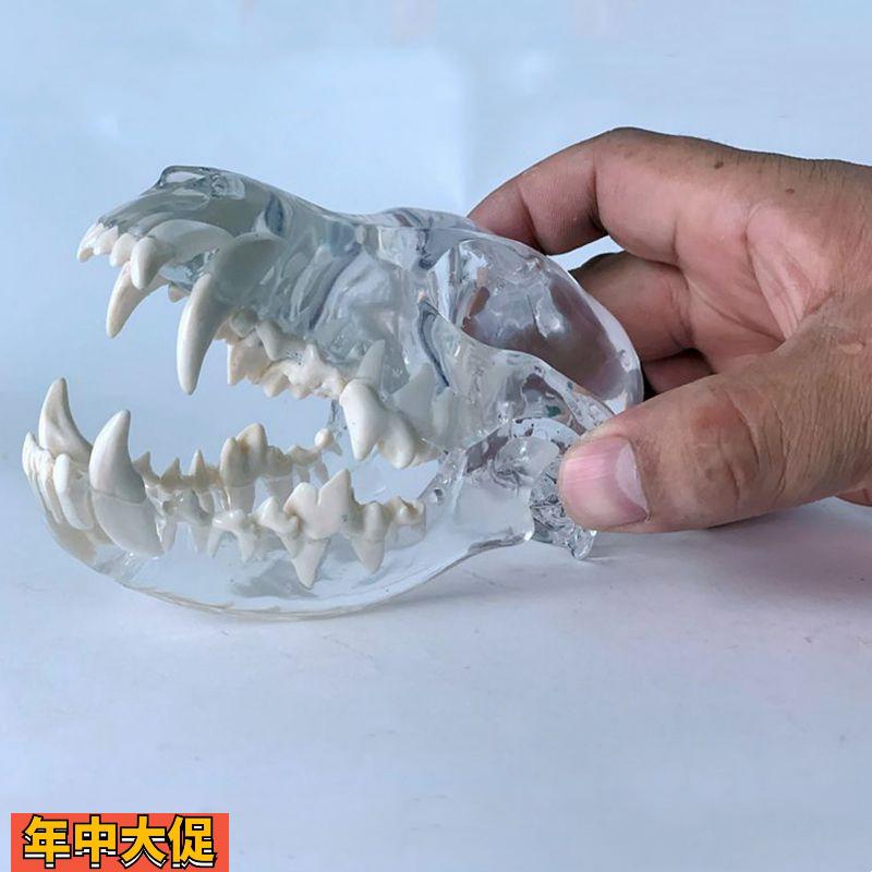 狗头骨模型水晶透明艺术摆件装饰品犬科动物口腔牙齿兽医药促销用
