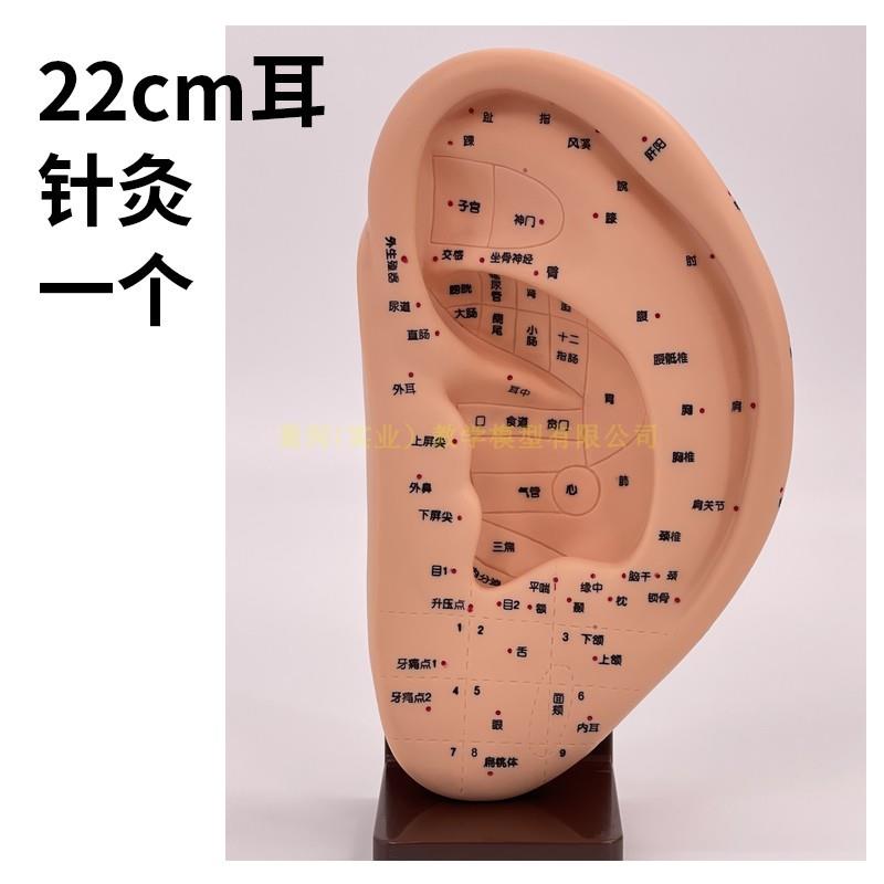带底座耳针穴位模型22CM带底座针灸耳模耳朵模型耳穴模型