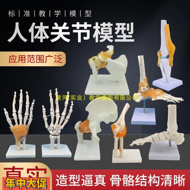 人体膝关节功能模型肩关节肘关节手关节脚关节髋关节可动骨骼模型