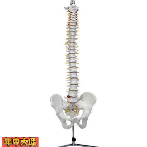 脊椎模型(带骨盆)自然大人体脊柱盆骨模具椎骨解剖标本