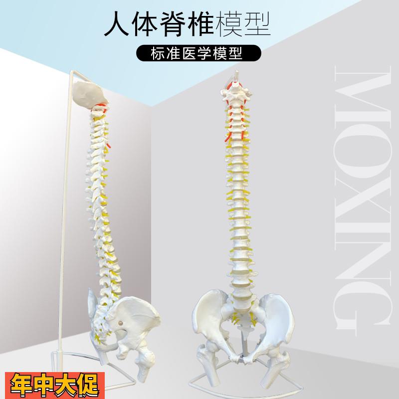 医用人体脊柱模型人体骨骼大脊椎成人1:1带颈椎胸椎尾椎椎骨骨盆
