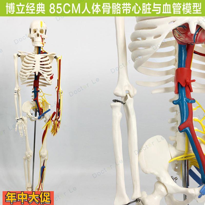 85cm人体骨骼模型带心脏血管神经可拆卸骨架医用教学标本小针刀