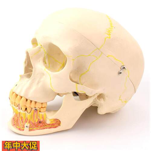ENOVO颐诺成人头骨模型下颌骨解剖专业仿真头颅骨口腔科头骨