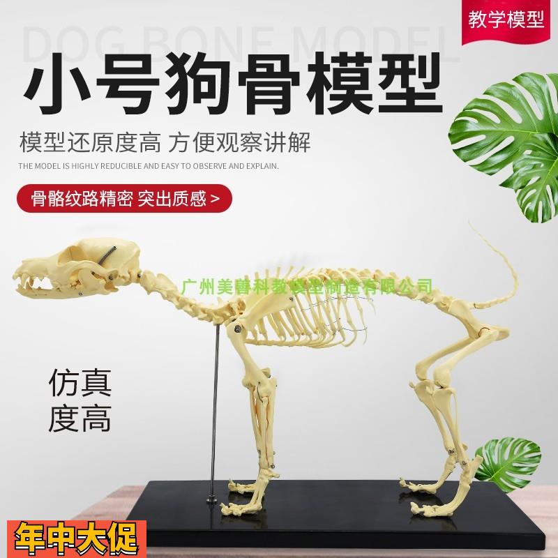 狗骨模型骨标本狗解剖狗骨架犬犬骨模型犬骨架动物模型