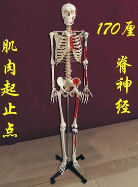 170CM人体骨骼模型仿真骨头标本肌肉起止点韧带四肢胸腔男女骨架
