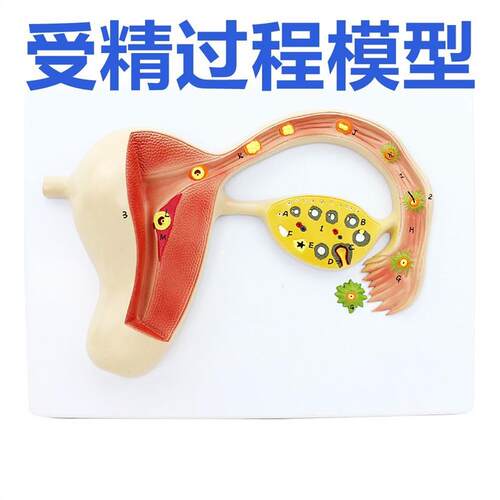 受精卵形成模型人类生殖精子卵子结合胚胎发育过程胎儿形成妊娠
