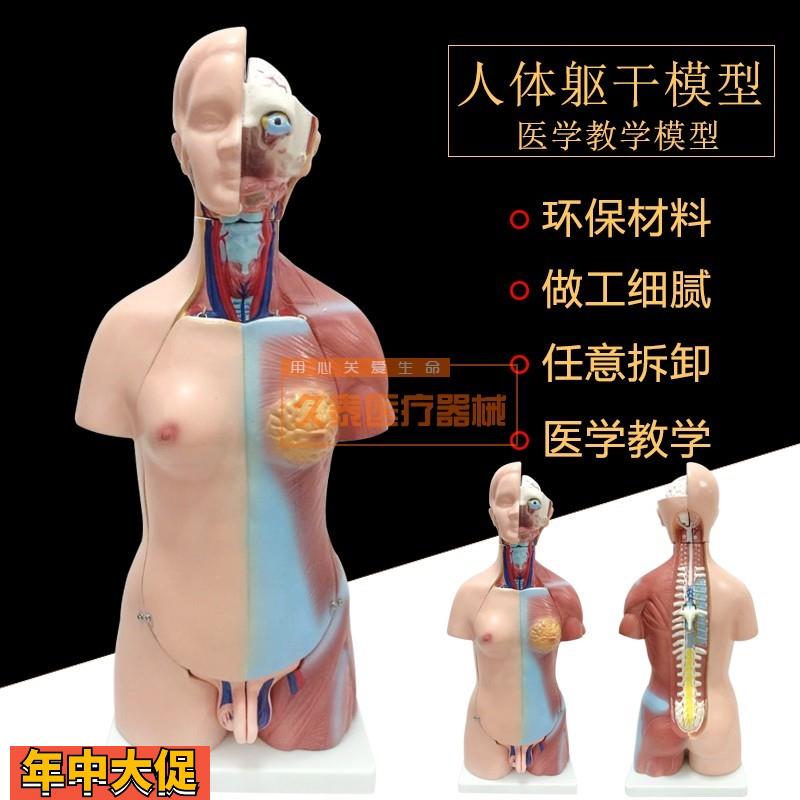 人体模型28CM躯干人体内脏解剖模型医用教具骨骼儿童益智玩具