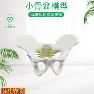 盆骨模型小型人体骨盆模型分娩示范教学模型桌上礼品模型包邮