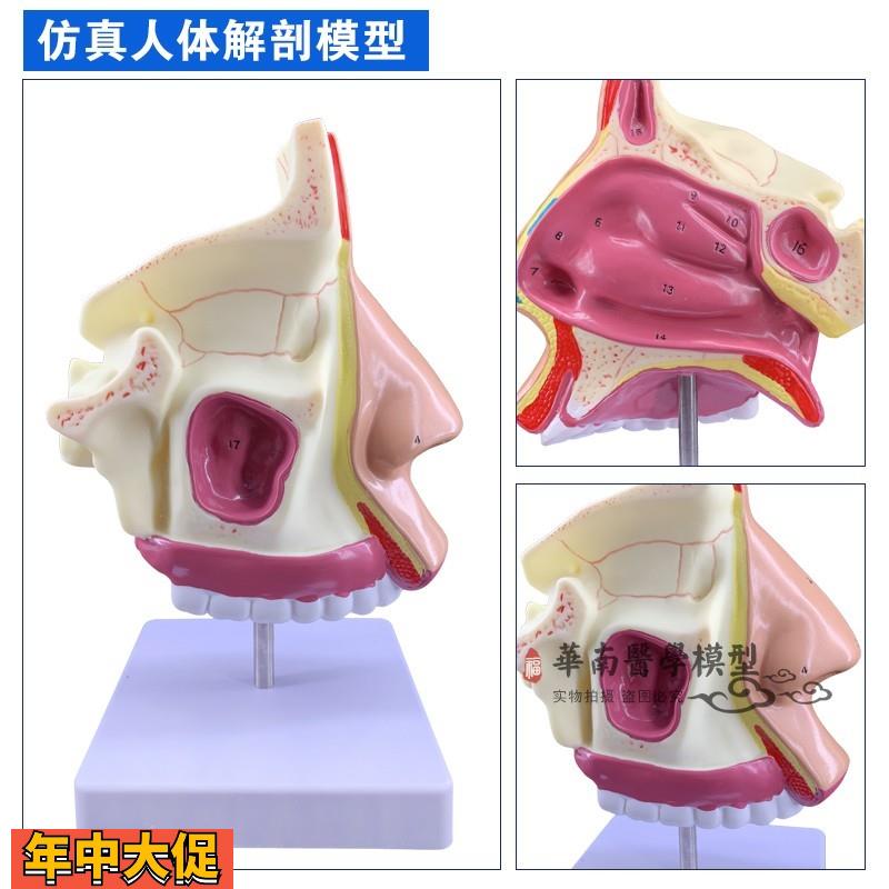 放大鼻腔模型鼻腔解剖鼻子模型五官科眼耳鼻咽喉医用模型包