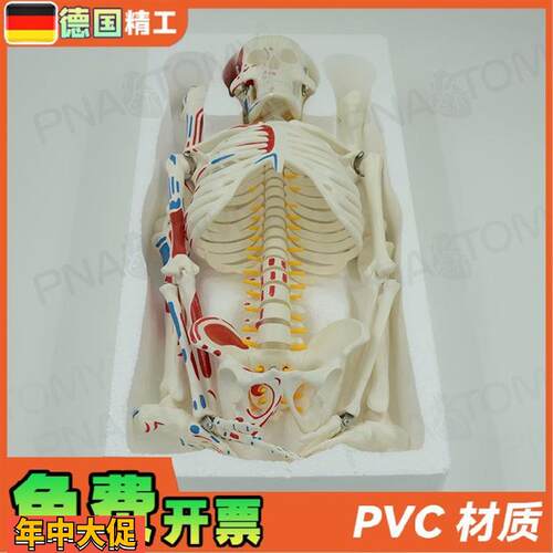 德国】85cm全身人体骨骼模型可拆卸可活动肌肉着色脊神经椎间盘骷