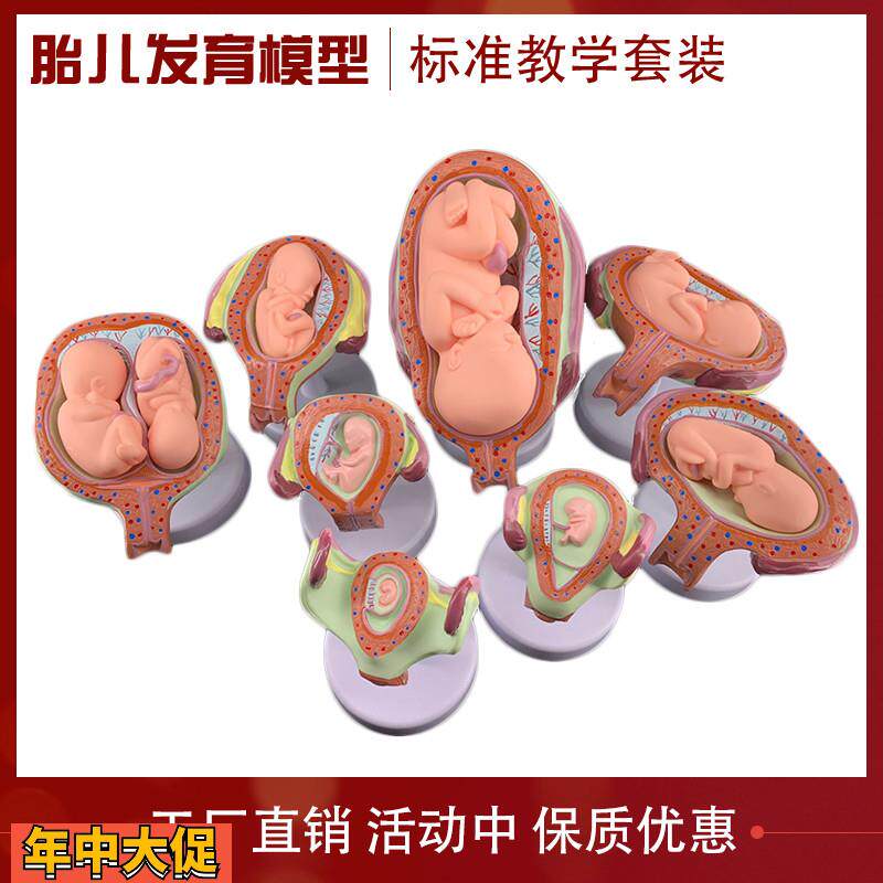妊娠胚胎发育胎儿形成发育过程模型计划生育胎儿胚胎教学模型