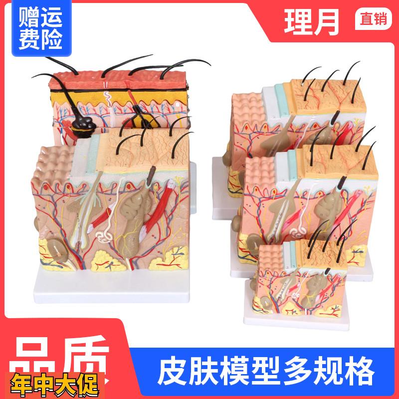 50倍皮肤模型人体皮肤结构组织放大解剖医学立体表皮层次皮肤美容