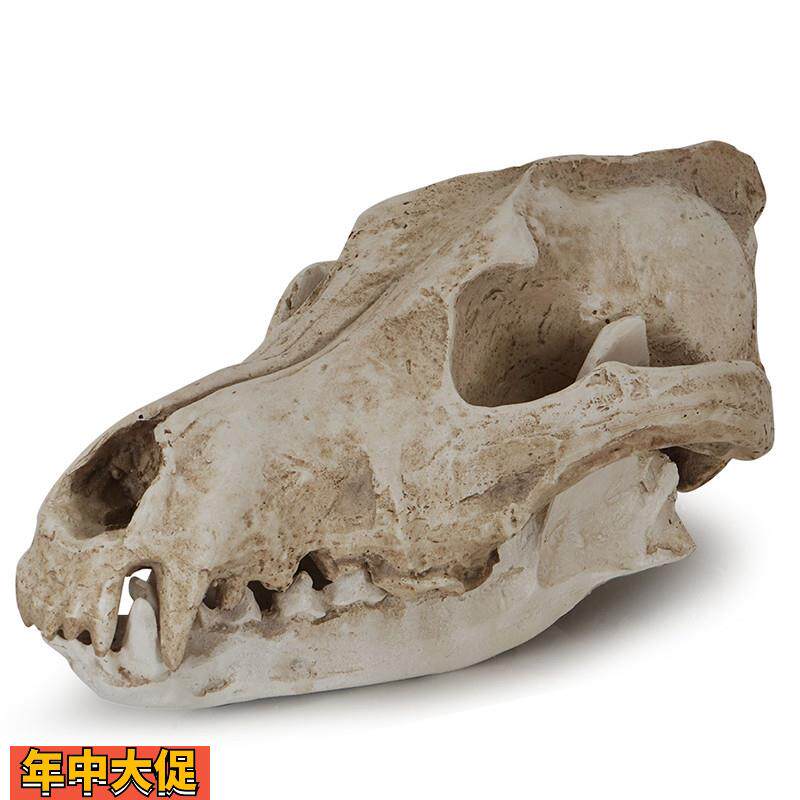 树脂骷髅头工艺品摆件豺狼头骨万圣节道具骷颅头加拿大大灰狼标本