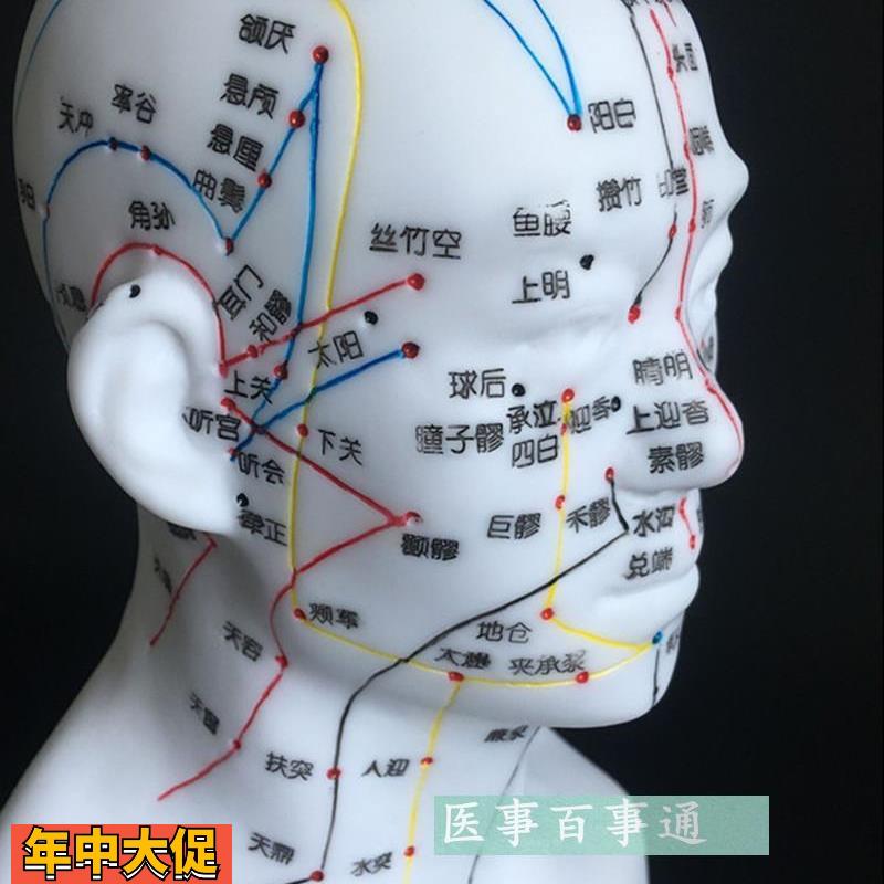 包邮正品超清晰经络人体针灸穴位头部四功能针灸腧穴模型针灸
