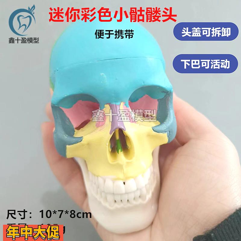 口腔彩色头骨模型牙科诊所教学可拆迷你小头颅骨美艺术拆卸头模