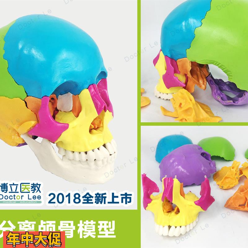 特价颅骨分离彩色头颅骨骨性分离模型头颅骨解剖模型可拆分22部件