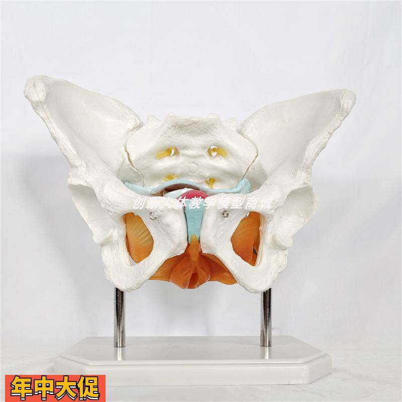 可拆卸女性盆骨带盆底肌肉模型子宫产科分娩助产教具产后修复月子,玩具/童车/益智/积木/模型,其他模型玩具,淘宝优惠券,粉丝福利购,淘宝优惠卷