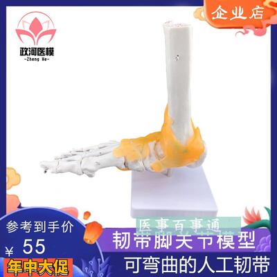 脚关节模型足关节模型胫骨腓骨跗骨跖骨和趾骨解剖模型
